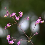 畅享无删减日本电影:网上免费观看的最佳平台推荐 gogsq9