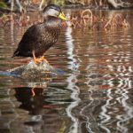 绿色导航最新发布页面:探索环保出行新选择,助力可持续发展 pgjss