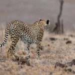 绿帽社登录入口:畅享社交新体验,轻松连接志同道合的朋友 rr6hne1bu