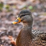 畅享无阻,真不卡在线观看影院带你领略精彩电影 w6cmiz101z